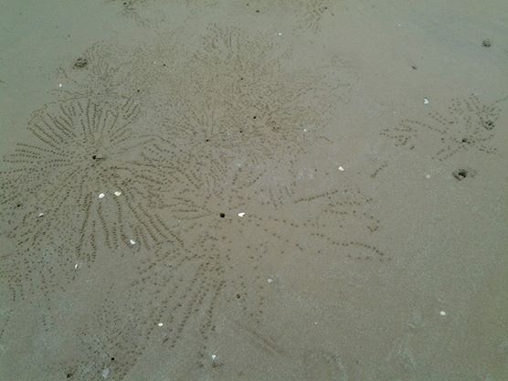 Crabs - The natural artists